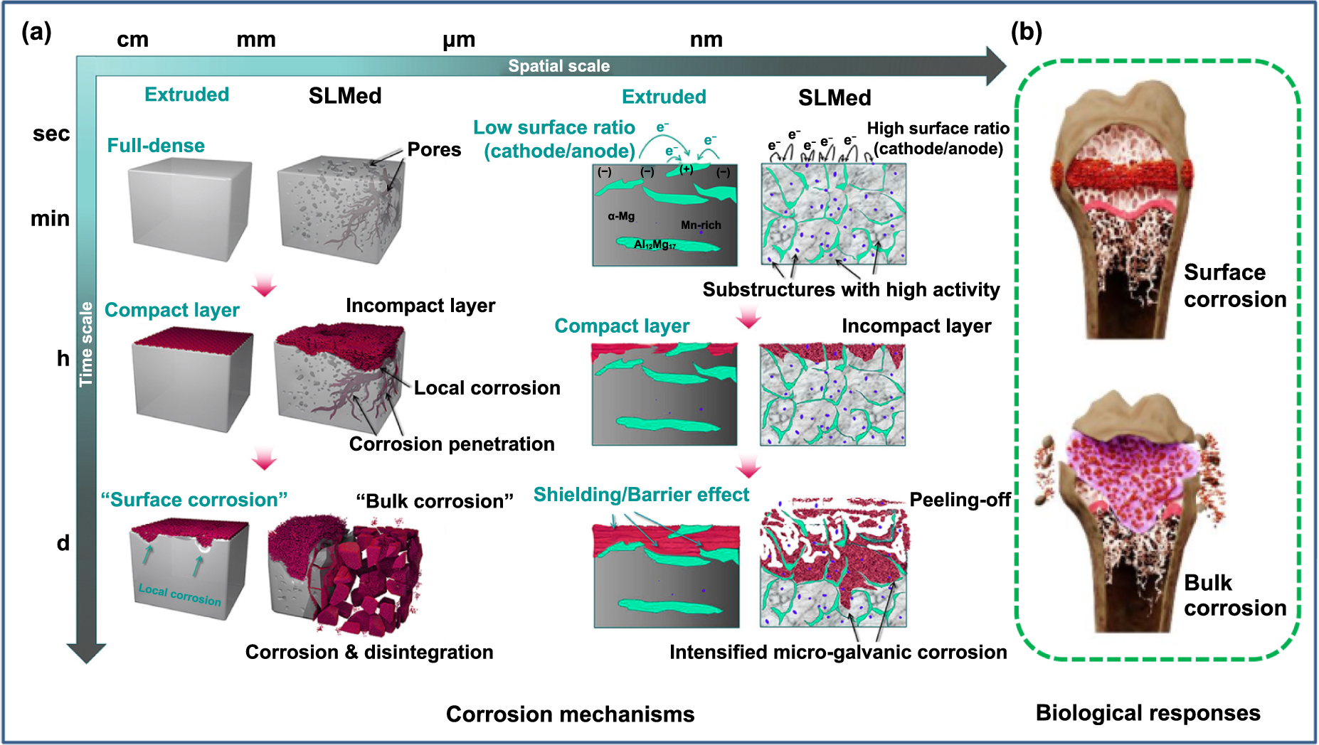Laser powder bed fusion of biodegradable magnesium alloys: process