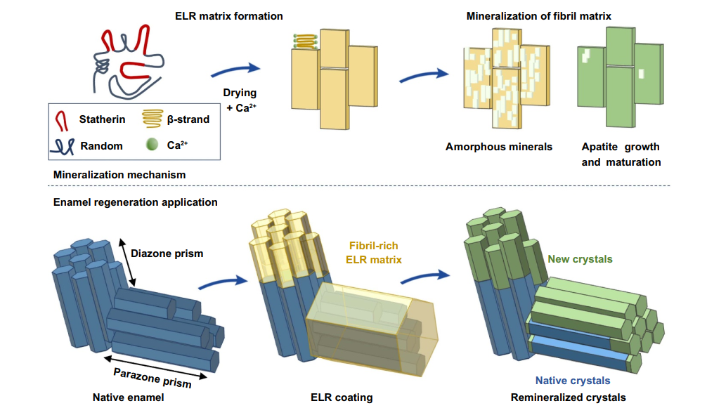 テキスト International Journal of Extreme Manufacturing 2026 Vol. 8 No. 5